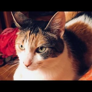 Meet your Posher, Deirdre